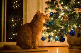 Illustration for article titled Favorite Christmas/holiday songs?